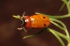 Tituboea sexmaculata (Fabricius, 1781)