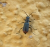 Anthomalachius cf. spinosus (Erichson, 1840)