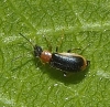 Attalus amictus