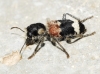 Clerus mutillarius (Fabricius, 1775)