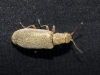 Danacea sp.