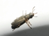 Danacea sp.