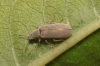 Danacea sp.