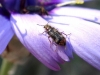 Dasytes terminalis