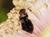 Dasytes terminalis Jacquelin du Val, 1861