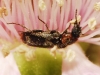 Dasytes terminalis Jacquelin du Val, 1861