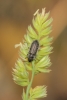 Enicopus sp.