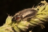 Enicopus sp.