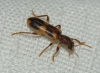 Opilo domesticus Opilo domesticus