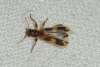 Opilo domesticus Opilo domesticus