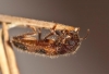 Opilo domesticus Opilo domesticus