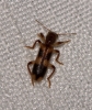 Opilo domesticus Opilo domesticus