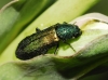Psilothrix viridicoerulea (Geoffroy, 1785)