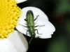 Psilothrix viridicoerulea (Geoffroy, 1785)