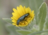 Psilothrix viridicoerulea (Geoffroy, 1785)