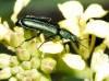 Psilothrix viridicoerulea