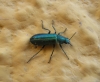 Psilothrix viridicoerulea