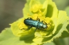 Psilothrix viridicoerulea