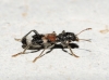 Thanasimus femoralis