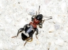 Thanasimus formicarius (Linnaeus, 1758)