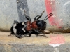 Thanasimus formicarius (Linnaeus, 1758)