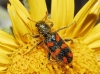 Trichodes flavocinctus Spinola, 1844