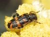 Trichodes flavocinctus Spinola, 1844