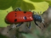 Trichodes octopunctatus (Fabricius, 1787)