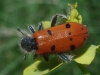 Trichodes octopunctatus (Fabricius, 1787)