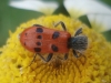Trichodes octopunctatus (Fabricius, 1787)