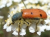 Trichodes octopunctatus (Fabricius, 1787)