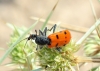 Trichodes octopunctatus (Fabricius, 1787)