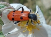 Trichodes octopunctatus (Fabricius, 1787)