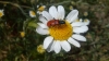 Trichodes octopunctatus (Fabricius, 1787)
