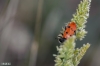 Trichodes octopunctatus (Fabricius, 1787)