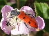 Trichodes octopunctatus (Fabricius, 1787)