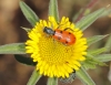 Trichodes octopunctatus (Fabricius, 1787)