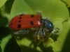 Trichodes octopunctatus (Fabricius, 1787)