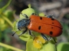 Trichodes octopunctatus