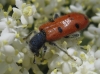 Trichodes octopunctatus