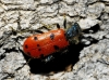 Trichodes octopunctatus