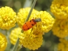 Trichodes octopunctatus