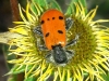 Trichodes octopunctatus