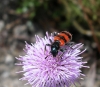 Trichodes apiarius (Linnaeus, 1758)