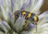 Trichodes flavocinctus