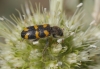 Trichodes flavocinctus