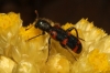Trichodes leucopsideus