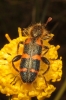 Trichodes leucopsideus
