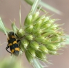 Trichodes leucopsideus