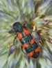 Trichodes leucopsideus